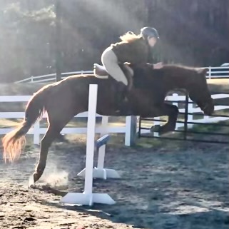 Dana Showing English Hunter Jumper