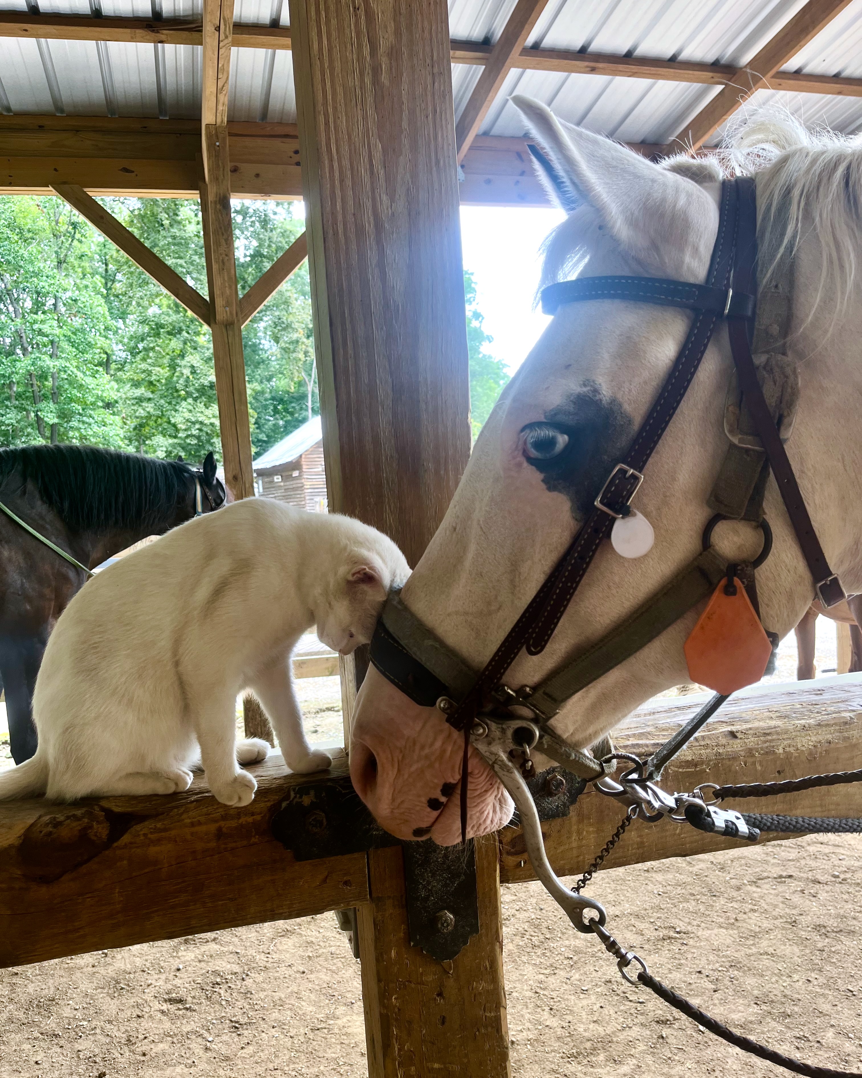 Farm Cat Loving on Horse