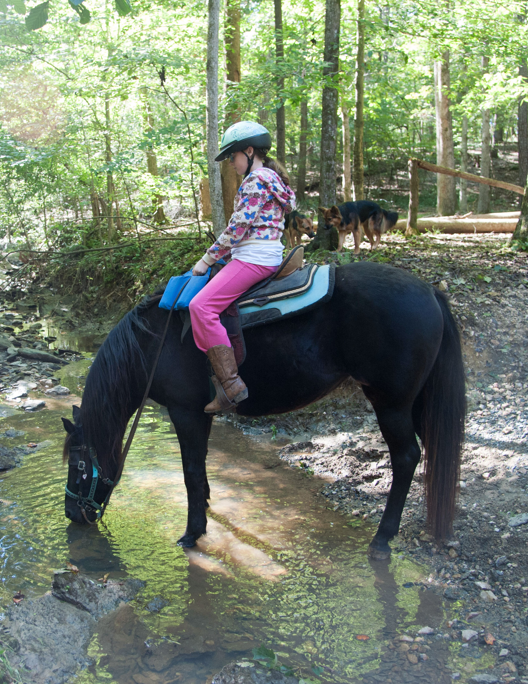 Horse Drinking from Creek