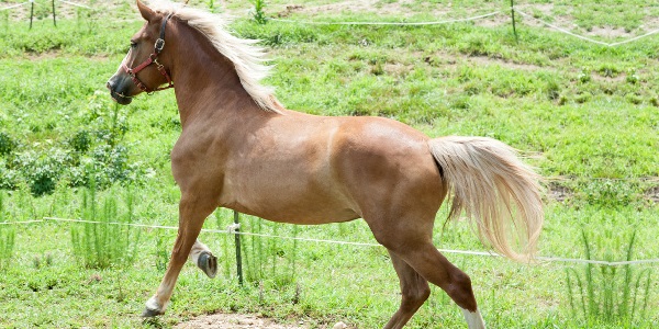 Horses For Sale